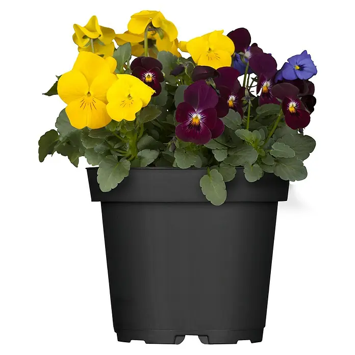 Piardino Hornveilchen - Viola cornuta in Sorten, Dreifarbig/Sortenabhängig - Ein Topf mit bunten Stiefmütterchen in Gelb-, Violett- und Blautönen. Die Blüten heben sich vor dem dunklen Topf ab.