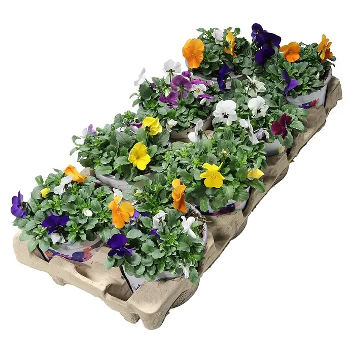 Piardino Hornveilchen - Viola cornuta in Sorten, Dreifarbig/Sortenabhängig - Eine Ansicht von oben auf eine Pappablage mit Dutzenden von bunten Stiefmütterchen in Töpfen mit farbenfrohen Blüten, darunter Gelb-, Lila- und Orangetöne.