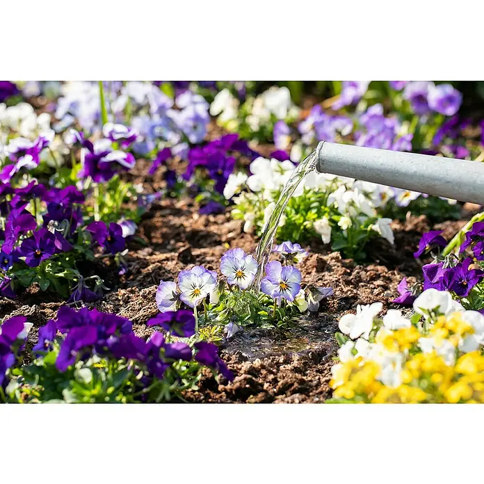 Piardino Hornveilchen - Viola cornuta in Sorten, Dreifarbig/Sortenabhängig - Nahaufnahme einer Gießkanne, die bunte Stiefmütterchen bewässert, der Fokus liegt auf dem sanften Wasserstrahl und den lebhaften Blütenfarben.