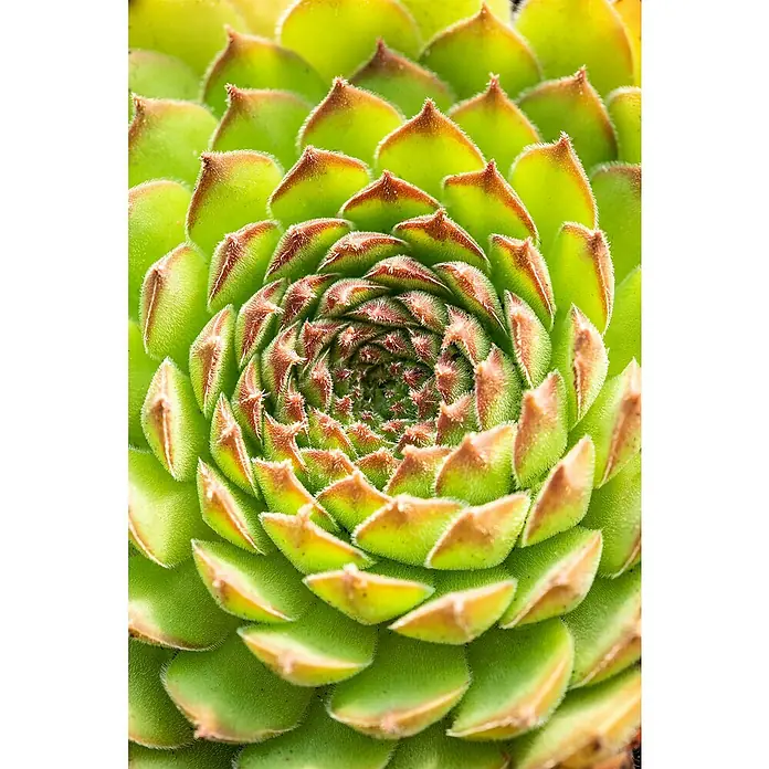 Piardino Hauswurz - Sempervivum in Sorten, Topfgröße: 9 cm - Nahaufnahme einer Hauswurz-Pflanze mit spiralförmig angeordneten, grünen Blättern mit roten Spitzen, die eine faszinierende Textur und Form zeigen.
