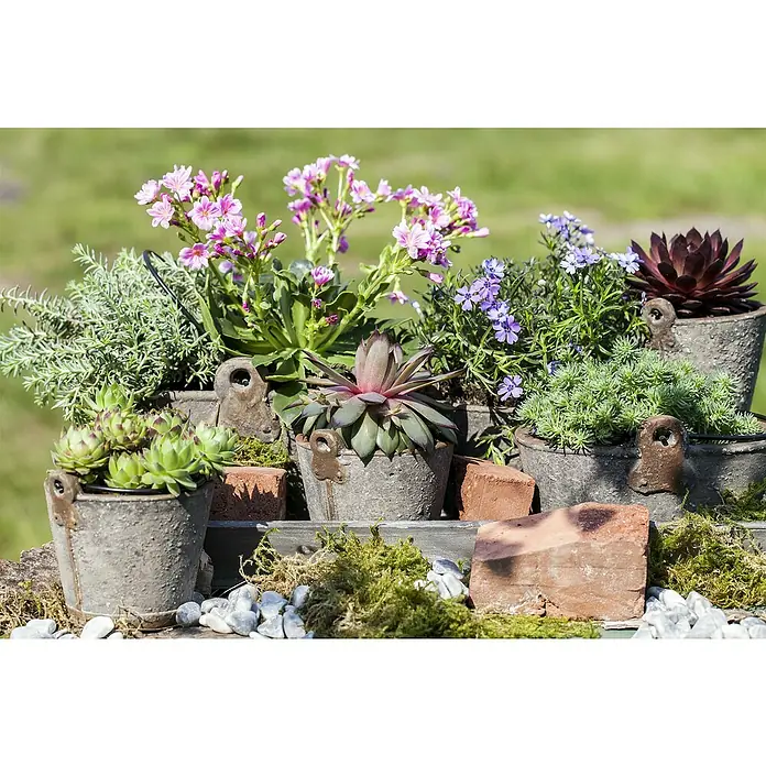Piardino Hauswurz - Sempervivum in Sorten, Topfgröße: 9 cm - Eine idyllische Anordnung von Sukkulenten und blühenden Pflanzen in rustikalen Töpfen, verziert mit Ziegelsteinen und Steinen.