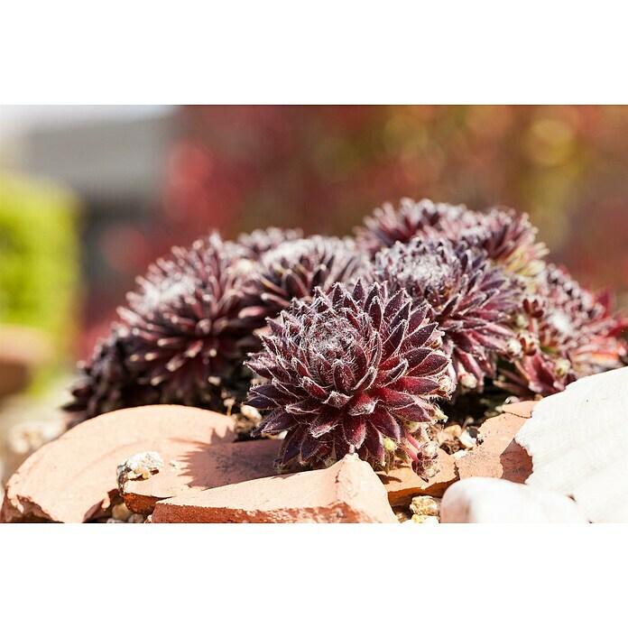 Piardino HauswurzSempervivum in Sorten, Topfgröße: 9 cm Detail Shot