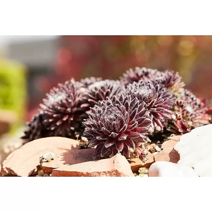 Piardino Hauswurz - Sempervivum in Sorten, Topfgröße: 9 cm - Nahaufnahme von flauschigen, dunkelroten Sukkulentenrosetten zwischen gebrochenen Terrakotta-Stücken und Kieselsteinen.