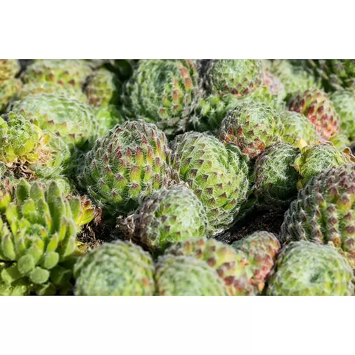 Piardino Hauswurz - Sempervivum in Sorten, Topfgröße: 9 cm - Nahaufnahme lebhaft grüner Sempervivum-Pflanzen, mit runden, behaarten Rosetten und rötlich-braunen Spitzen, dicht beieinander.