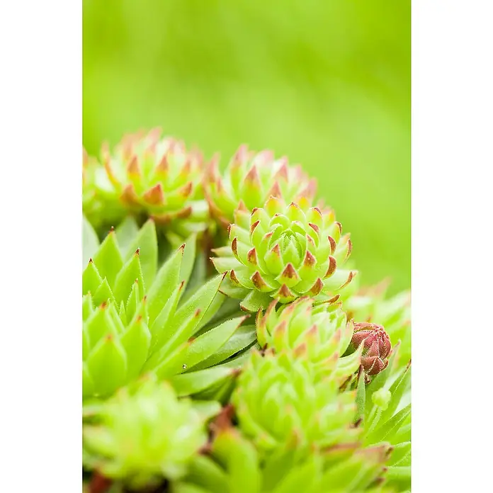 Piardino Hauswurz - Sempervivum in Sorten, Topfgröße: 9 cm - Nahaufnahme einer Gruppe grüner Hauswurz-Pflanzen mit rötlichen Spitzen, die eine attraktive Textur und Farbe in den Garten bringen.
