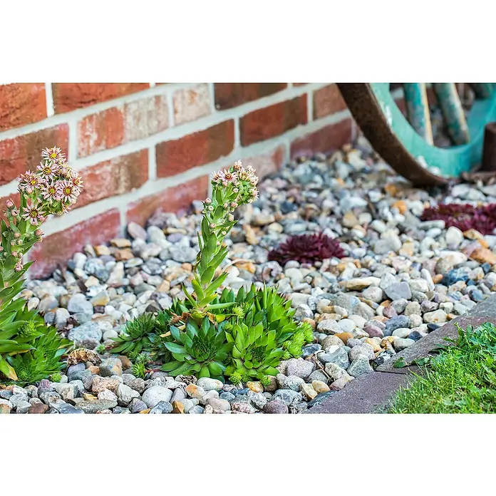 Piardino Hauswurz - Sempervivum in Sorten, Topfgröße: 9 cm - Nahaufnahme von Sempervivum-Pflanzen mit rosafarbenen Blüten vor einem Steingarten und einer Ziegelmauer, die die natürliche Schönheit hervorhebt.