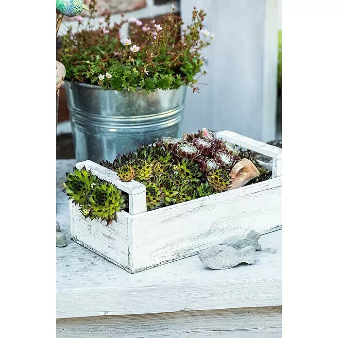 Piardino Hauswurz - Sempervivum in Sorten, Topfgröße: 9 cm - Weißer Holzpflanzkasten mit grünen und roten Sukkulenten auf hellem Holzuntergrund mit dekorativen Betonfischen.