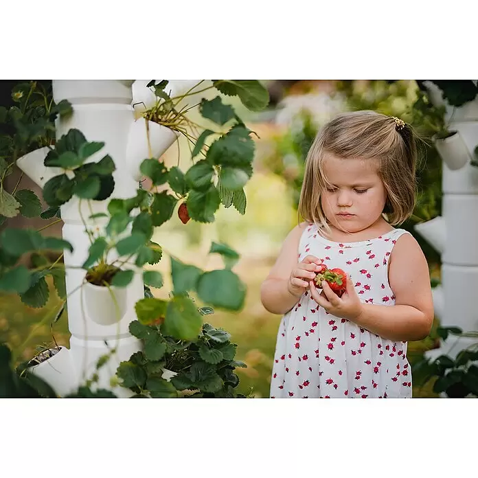 Gusta Garden Pflanzturm Sissi Strawberry Starter - 270 x 270 x 770 mm, Weiß - Anwendungsbeispiel