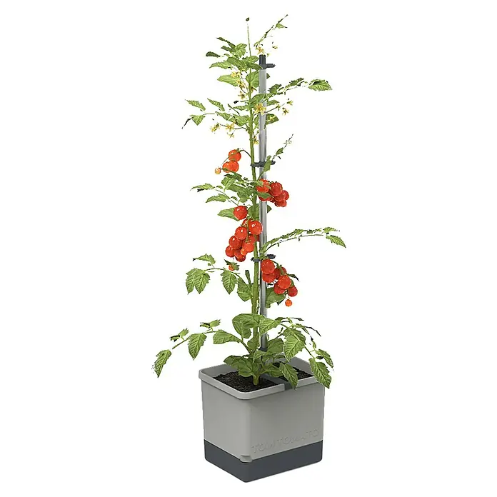 Gusta Garden Pflanztopf Tom Tomato - 28 x 35 x 136 cm, Ausstattung: Rankhilfe, Hellgrau - Tomatenpflanze mit roter Frucht, an einem Stab befestigt, in einem grauen Topf.