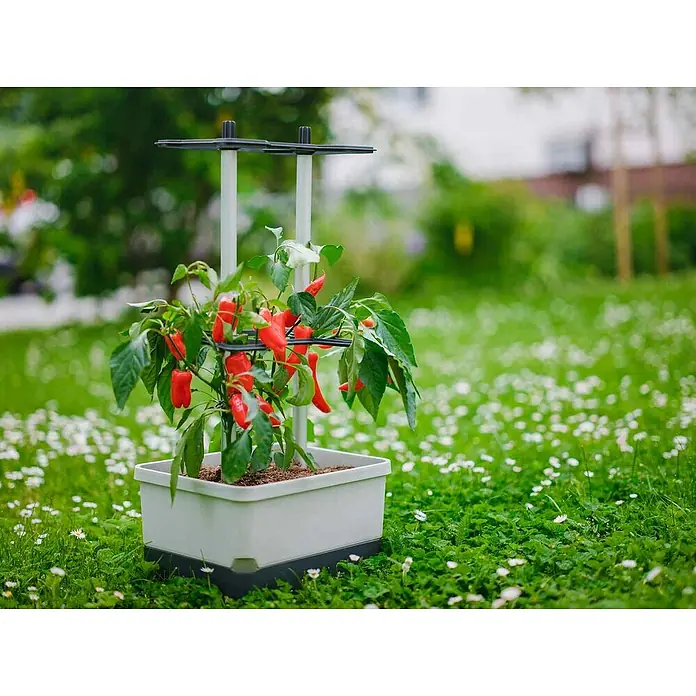 Gusta Garden Pflanzgefäß Charly Chili - 34,5 x 27,5 x 69 cm, Hellgrau - Ein Pflanzgefäß mit einem Paprikastrauch, der von einem Pflanzenstützsystem gehalten wird, vor einer grünen Rasenfläche mit Gänseblümchen.