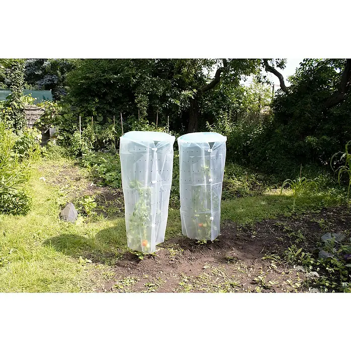 KHW Tomatengewächshaus Tomatenhut 2er Set - Durchmesser: 49 cm, Kunststoff - Die Aufnahme zeigt zwei Tomatenpflanzen in Schutzhüllen im Garten, die vor Schädlingen und Witterungseinflüssen geschützt sind.