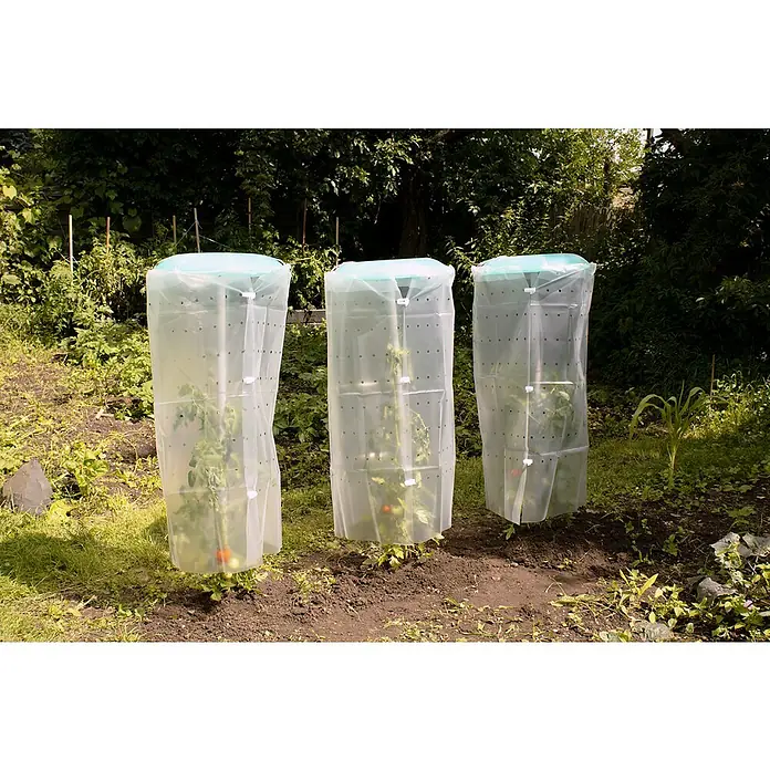 KHW Tomatengewächshaus Tomatenhut 3er SetDurchmesser: 49 cm, Kunststoff - Nahaufnahme von drei Tomatenpflanzen, die in schützenden Gewächshausabdeckungen im Garten wachsen.