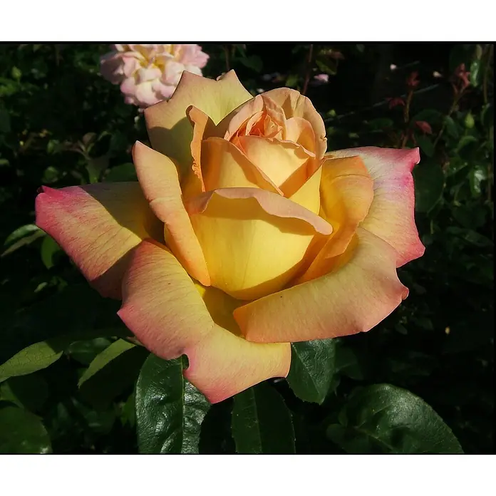Edelrose - Rosa 'Gloria Dei, Peace', Gelb/Rosa - Nahaufnahme einer gelben Rose mit rosa Spitzen, die ihre zarten Blütenblätter in voller Pracht zeigt.
