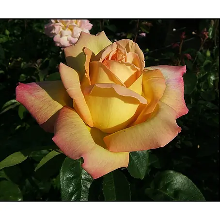 Edelrose
