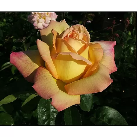 Edelrose