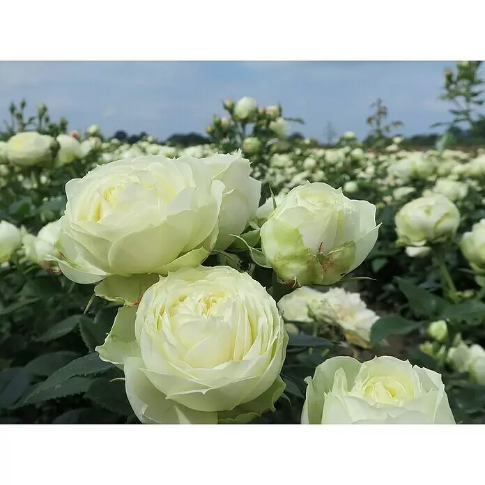 Edelrose - Rosa 'Wedding Piano' ®, Cremeweiß - Stimmungsaufnahme