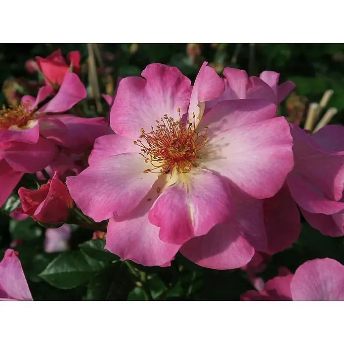 Beetrose - Rosa 'Tourmaline' FL ADR, Rosa - Nahaufnahme einer rosa Rose mit sichtbaren Staubgefäßen, umgeben von weiteren Blüten und Knospen im Garten.