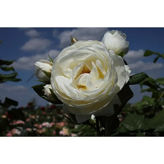 Kletterrose - Rosa 'Uetersener-Klosterrose' -R-, Weiß - Nahaufnahme einer strahlend weißen Rose mit zarten Blütenblättern und sanften Farbschattierungen, umgeben von Knospen und üppigem Grün.