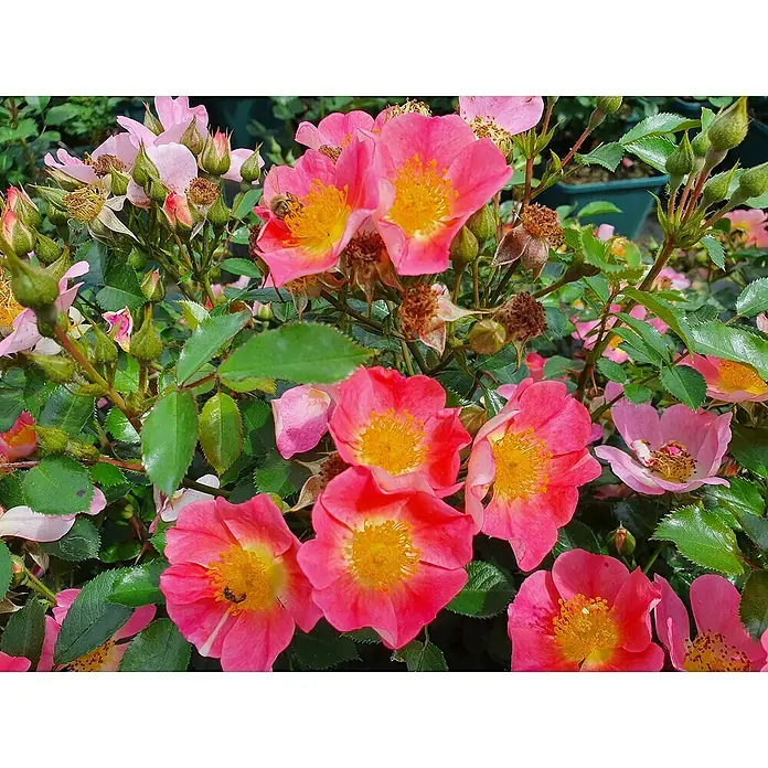 Bodendeckerrose - Rosa 'Topolina' -R- ADR, Topfvolumen: 4,5 l, Rosa - Nahaufnahme von rosa Rosen mit gelben Zentren, umgeben von grünen Blättern und Knospen, die die Schönheit der Natur zeigen.