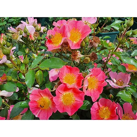 Bodendeckerrose