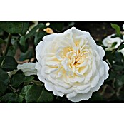 Strauchrose (Rosa 'Tranquillity' -R-, Topfvolumen: 5,5 l, Weiß) | BAUHAUS