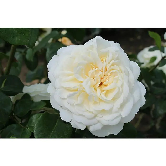 Strauchrose - Rosa 'Tranquillity' -R-, Topfvolumen: 5,5 l, Weiß - Nahaufnahme einer wunderschönen, cremefarbenen Rose mit zarten Blütenblättern und einem Hauch von Gelb im Zentrum, umgeben von grünen Blättern.