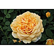 Strauchrose (Rosa 'Golden Celebration' -R-, Topfvolumen: 5,5 l, Goldgelb) | BAUHAUS