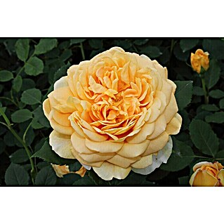 Strauchrose (Rosa 'Golden Celebration'  -R-, Topfvolumen: 5,5 l, Goldgelb)