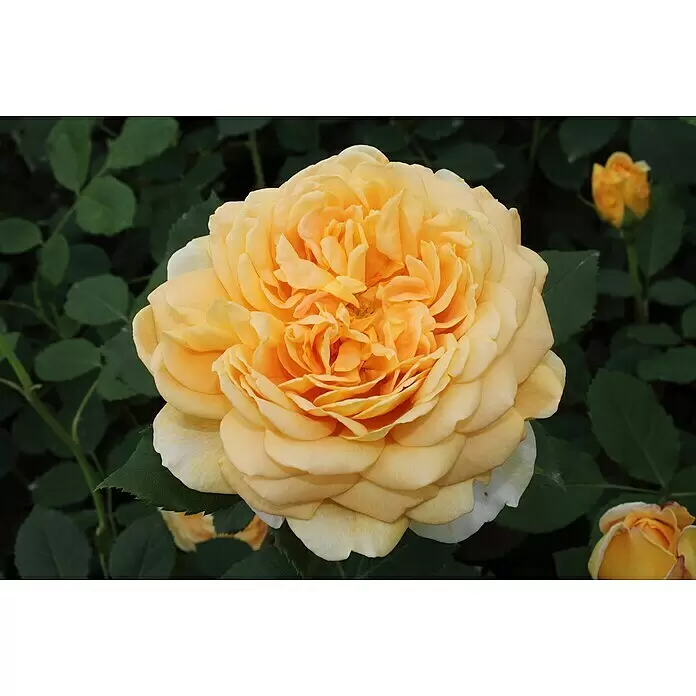 Strauchrose - Rosa 'Golden Celebration' -R-, Topfvolumen: 5,5 l, Goldgelb - Eine voll erblühte, leuchtend gelb-orange Rose mit vielen Blütenblättern, umgeben von grünen Blättern und einer kleineren Rosenknospe.