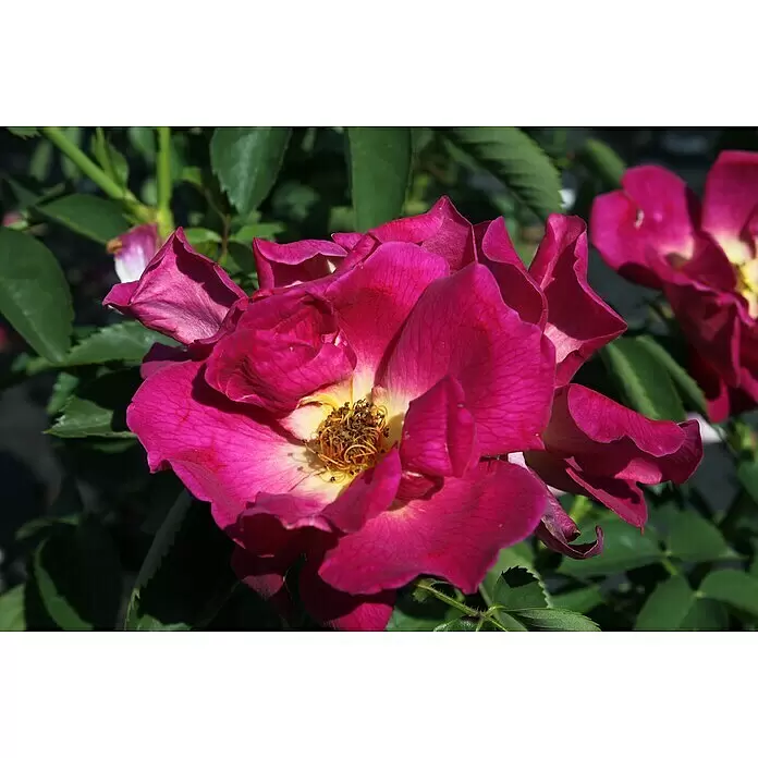Bodendeckerrose - Rosa 'Weg der Sinne' -R- ADR, Topfvolumen: 4,5 l, Lila - Lebhaft fuchsia-pinkfarbene Rose in voller Blüte mit einem sichtbaren gelb-braunen Staubgefäßzentrum.