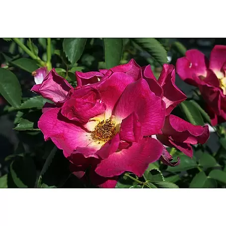 Bodendeckerrose