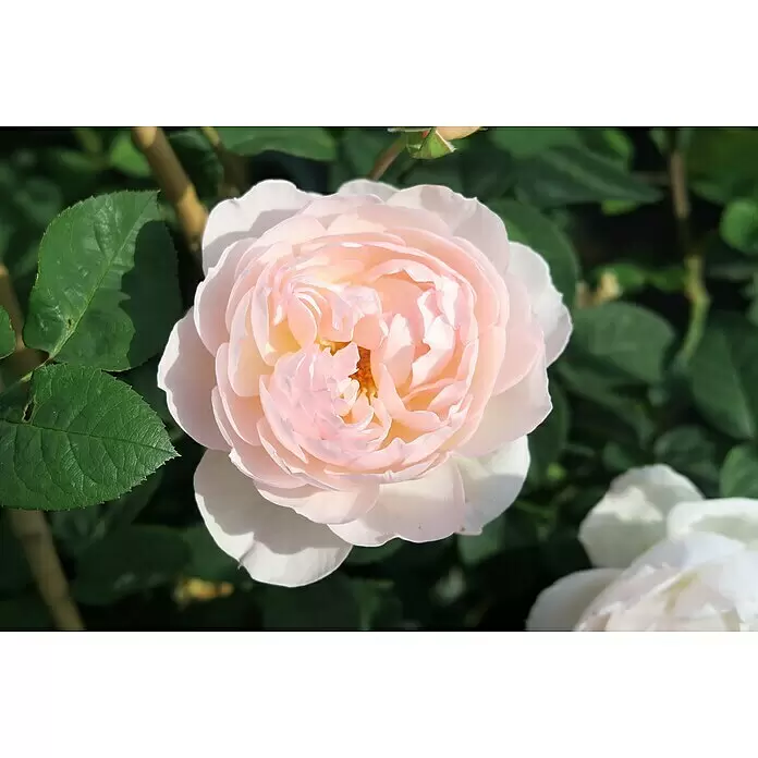Strauchrose - Rosa 'Gentle Hermione' -R-, Topfvolumen: 5,5 l - Eine wunderschöne, hellrosa Rose, voll erblüht, mit zarteren Gelbtönen in der Mitte, umgeben von leuchtend grünen Blättern.