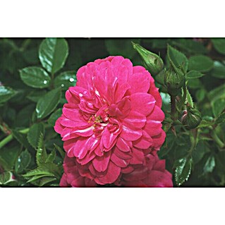 Bodendeckerrose (Rosa 'Knirps'  -R-, Topfvolumen: 4,5 l, Kräftig Rosa)