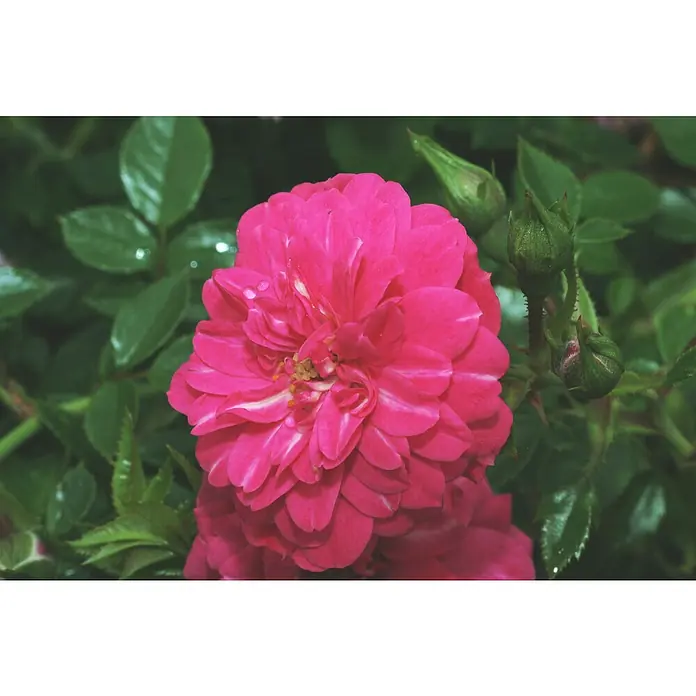 Bodendeckerrose - Rosa 'Knirps' -R-, Topfvolumen: 4,5 l, Kräftig Rosa - Nahaufnahme einer gefüllten, pinkfarbenen Rose mit helleren Streifen und Knospen vor einem Hintergrund aus glänzenden grünen Blättern.