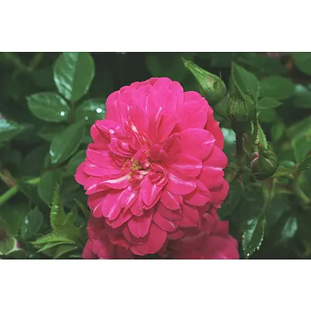 Bodendeckerrose
