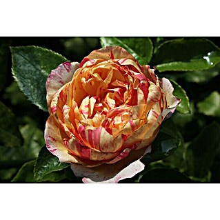 Kletterrose (Rosa 'Julie Andrieu'  -R-, Orangerosa)