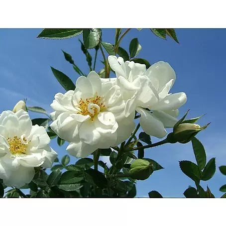 Bodendeckerrose