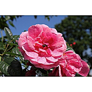 Kletterrose (Rosa 'Camelot'  -R-, Rosa)