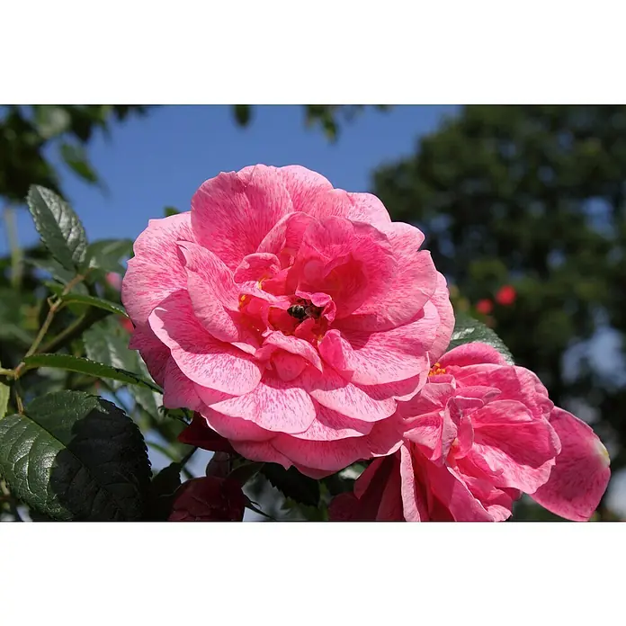 Kletterrose - Rosa 'Camelot' -R- ADR, Rosa - Nahaufnahme einer pinkfarbenen Rose mit zarten Blütenblättern und einer kleinen Biene im Zentrum vor blauem Himmel.