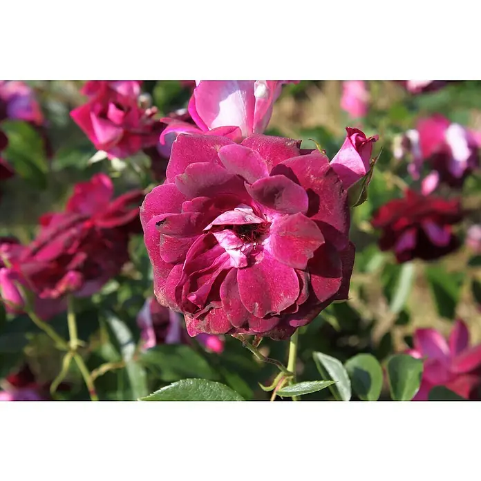 Beetrose - Rosa 'Burgundy Ice' ®, Mauve - Nahaufnahme einer samtigen, dunkelroten Rose mit üppigen Blütenblättern, die Eleganz und Tiefe ausstrahlt.