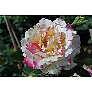Edelrose (Rosa 'Camille Pissarro', Rot/Rosa/Gelb)