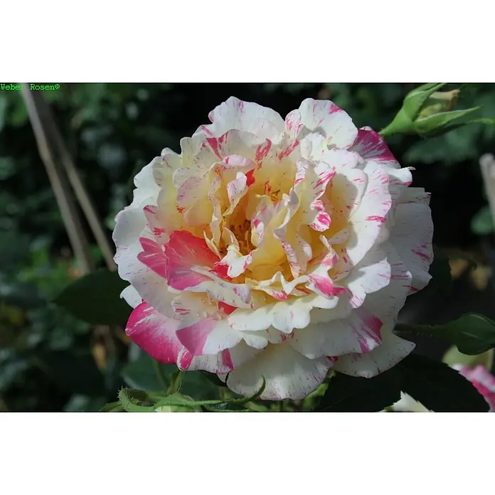 Edelrose - Rosa 'Camille Pissarro', Rot/Rosa/Gelb - Eine wunderschöne Rose in Weiß und Gelb mit pinkfarbenen Streifen, die ihre zarten Blütenblätter schmücken und einen romantischen Akzent setzen.