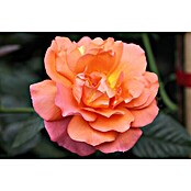 Strauchrose (Rosa 'Westerland' -R-, Topfvolumen: 5,5 l, Kupferorange) | BAUHAUS