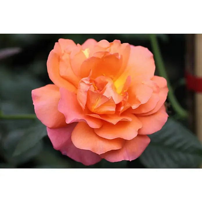 Strauchrose - Rosa 'Westerland' -R-, Topfvolumen: 5,5 l, Kupferorange - Nahaufnahme einer üppigen, orangefarbenen Rose mit zarten Blütenblättern und einem Hauch von Gelb in der Mitte, umgeben von verschwommenem Grün.