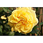 Kletterrose (Rosa 'Golden Gate' -R-, Goldgelb) | BAUHAUS