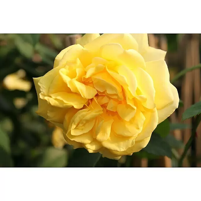 Kletterrose - Rosa 'Golden Gate' -R-, Goldgelb - Nahaufnahme einer leuchtend gelben Rose in voller Blüte.