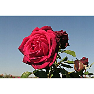 Edelrose (Rosa 'Gräfin Diana'  -R-, Bordeaux)