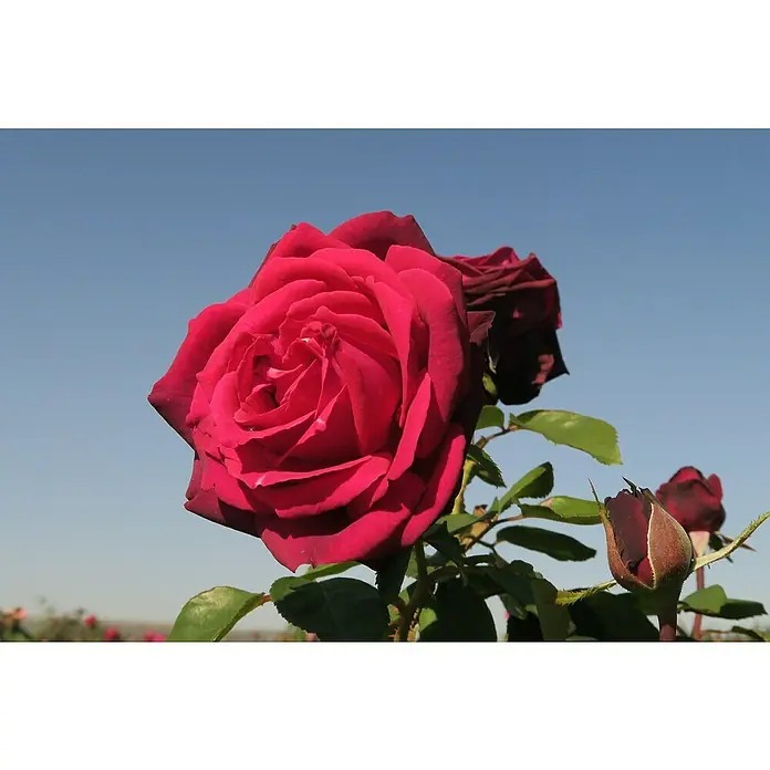 Edelrose - Rosa 'Gräfin Diana' ® ADR, Bordeaux - Nahaufnahme einer roten Rose mit einem hellblauen Himmel im Hintergrund, die die Schönheit und Eleganz der Blume hervorhebt.