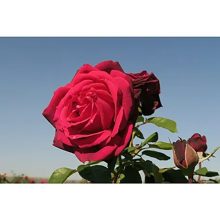 Edelrose