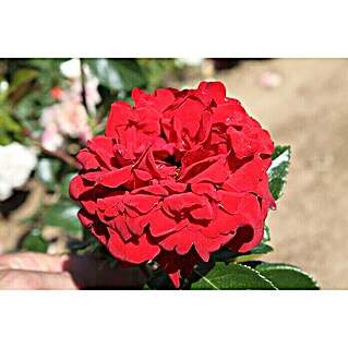 Edelrose (Rosa 'Jugendliebe'  -R-, Rot)